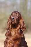 SETTER IRLANDAIS 441